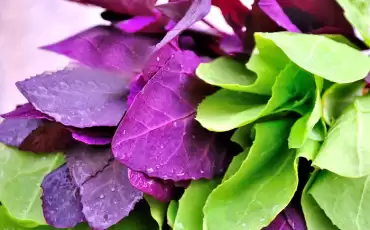 Care sunt beneficiile lobodei pentru sănătate?